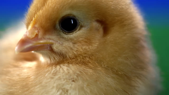 Pollo-bebé-mullido-se-encuentra-en-la-alfombra-verde-con-fondo-azul