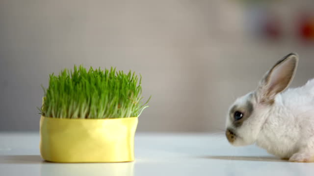 Cute-fluffy-bunny-biting-grass-plant,-organic-pet-nutrition,-planet-environment