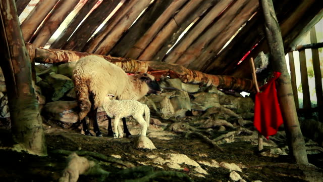 Schafe-mit-Lamm-4