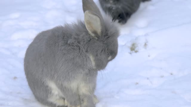 Conejo-sentado-en-la-nieve