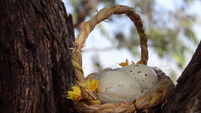 Wachteleier-in-The-Nest,-Osterthema,-Wachtel-Nest.-Korb-mit-zwei-Eiern-und-Blume-zwischen-Bäumen