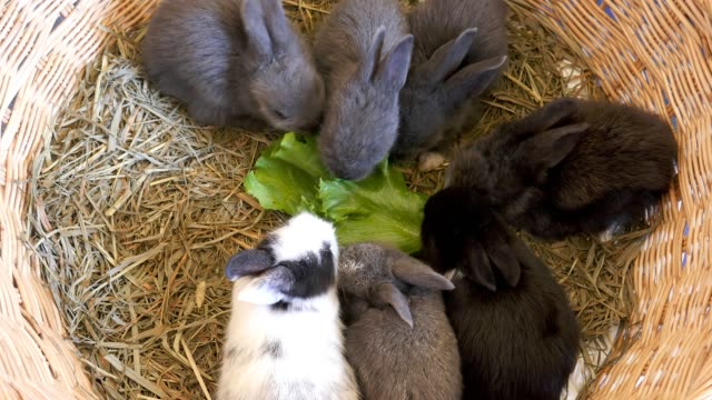 Lovely-twenty-days-baby-rabbit-eating-vegetable-in-a-hay-nest