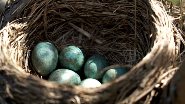 Eier-eines-wilden-Schubs,-der-im-Nest-liegt,-unter-einer-Morgenfrühlingssonne