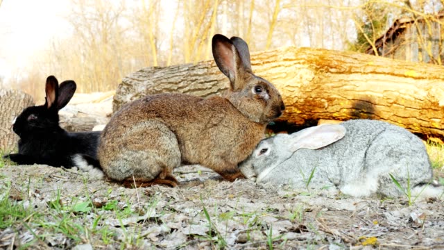 Drei-niedliche-Kaninchen-grasen-und-sitzen-auf-einer-Wiese