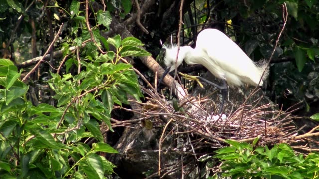 4k,-Little-egret-cuidar-el-nido-con-huevos-azules-en-el-árbol-del-lago-en-Taipei