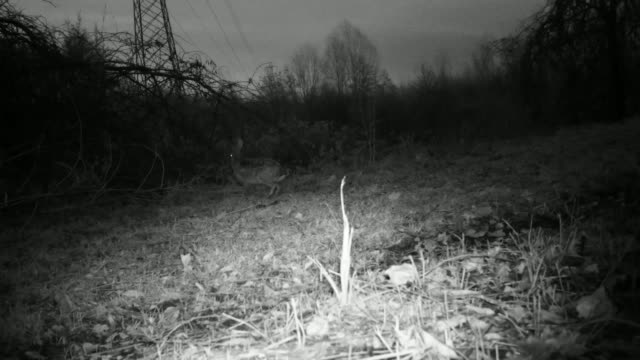 European-Hare-(Lepus-Europaeus)-in-an-urban-grass-in-the-night