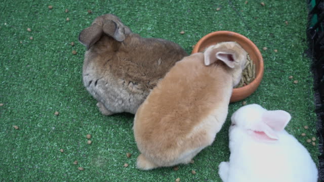 bunny-rabbit-eating