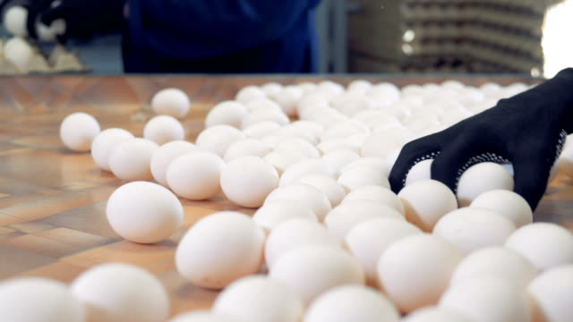 Worker-packing-fresh-eggs-in-the-egg-sorting-factory.