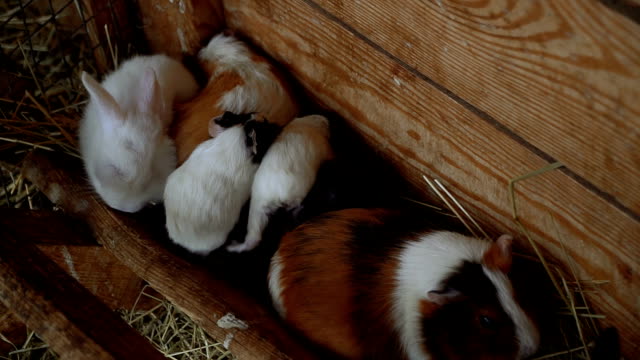 Rabbits-and-guinea-pigs-eat