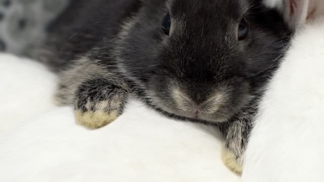 Süße-Foto-von-schwarzen-und-weißen-Haaren-Bunny.