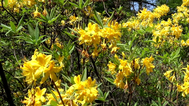 Primer-plano-de-flores-flores-de-rododendro-amarillo