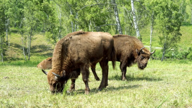 European-bison-(Bison-bonasus).