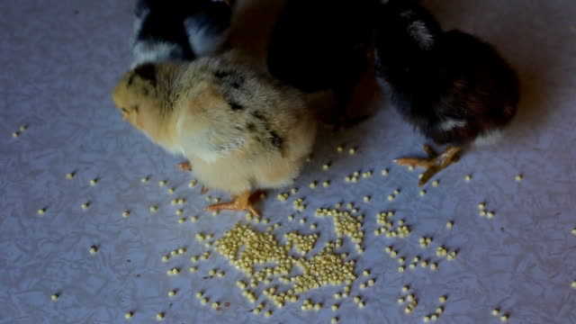ein-kleines-Neugeborenes-Huhn-geht-auf-einem-Holztisch-und-Korn-pickt.