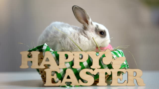 Weißes-Kaninchen-sitzen-in-Korb-mit-bunten-Eiern,-glückliche-Oster-Deko