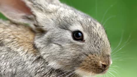 Kaninchen-Sie-schönes-Tier-der-wilden-Natur