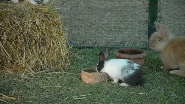 Rabbit-eating-and-nibbling-grass.