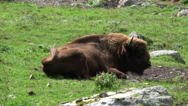 Closeup-Bison-im-Nationalpark