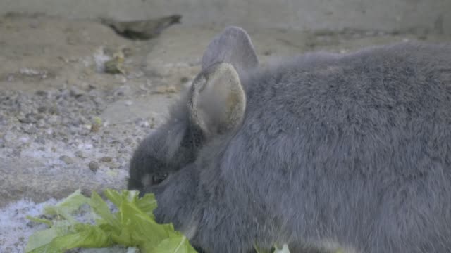Kaninchen-essen