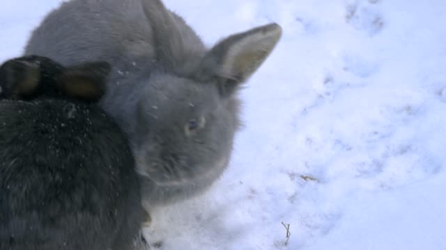 Two-Rabbits-in-snow