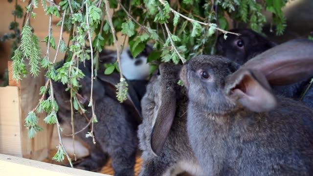 Baby-Rabbits-comiendo-vegetación