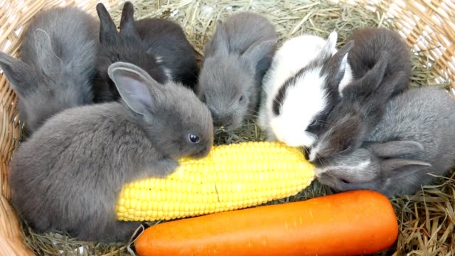 Lovely-twenty-days-baby-rabbit-eating-vegetable-in-a-hay-nest