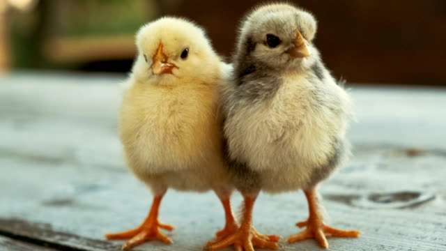Gelbe-und-graue-Chicks