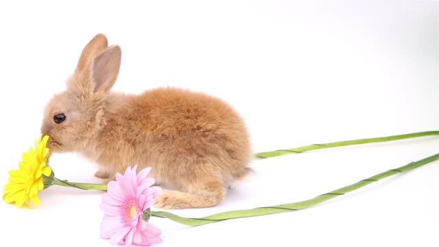 Conejito-de-Pascua,-conejitos-lindos,-conejo-sobre-fondo-blanco