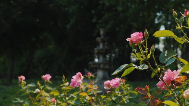 Fuente-antigua-en-el-jardín-y-rosas-en-primer-plano