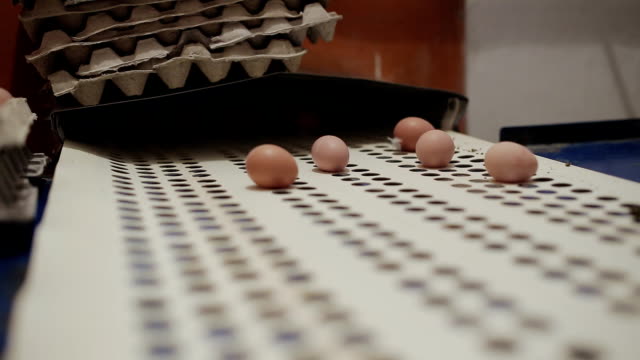Pollo-Corral-campesinos-clasificar-huevos-en-transportador-de-fábrica.-Línea-de-producción-industrial-de-aves-de-corral-granja.