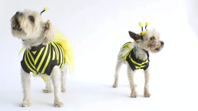 Bee-costume-Yorkie's