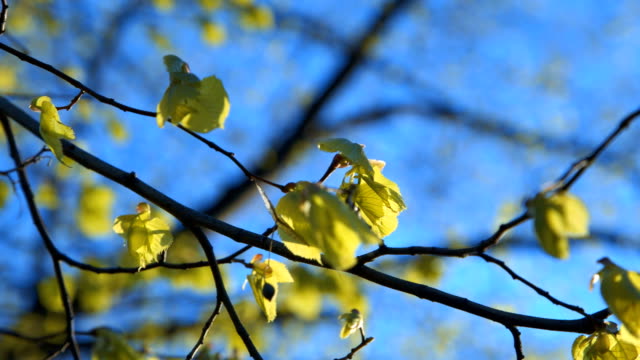 Junge-Linden-Blätter-schwankend-auf-Zweigen-gegen-blauen-Himmel