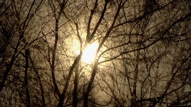 The-sun-through-the-trees