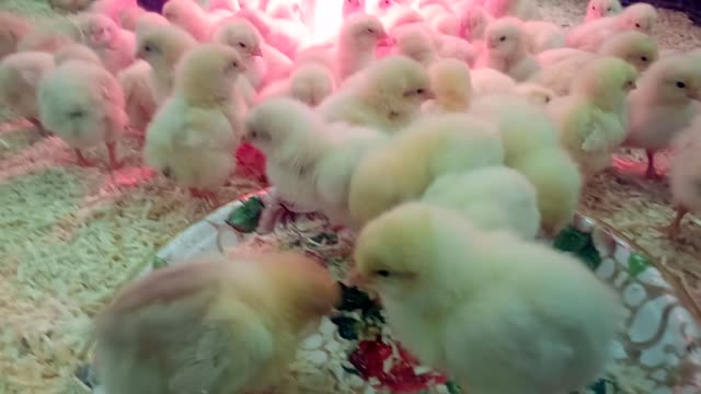 Pollos-recién-nacidos-soñolientos-lindos-en-zoo-de-contacto