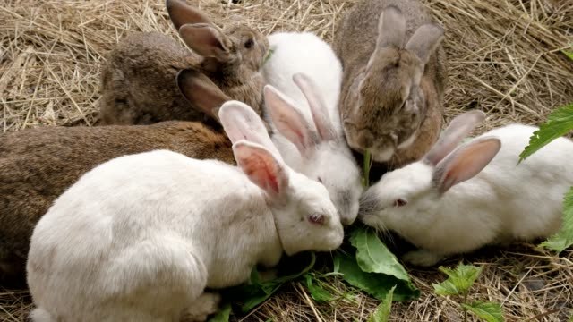 Muchos-conejos-comen-hierba