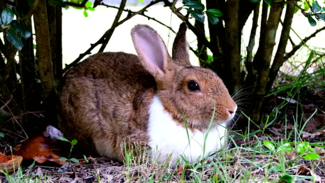 Lindo-conejo-marrón-tumbarse-sobre-la-hierba-en-el-bosque-de-Tailandia,-UHD-4K-video