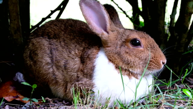 Cute-brown-rabbit-lie-down-on-grass-in-forest-Thailand,-UHD-4K-video