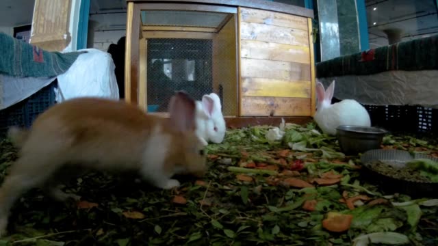 Young-rabbits-in-a-hotel-lobby-front-view