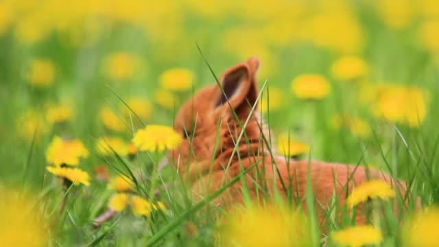 little-rabbit-hiding-among-green-grass-and-yellow-dandelions