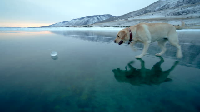 Labrador,-der-sich-im-Winter-im-Freien-vergnügen.