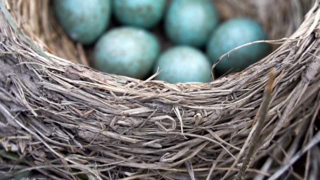 El-nido-de-Thrush-con-seis-huevos-azules-cerca-en-primavera.-Cámara-lenta