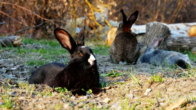 Schwarzes-Kaninchen-liegt-auf-dem-Gras-im-Wald-und-schaut-in-die-Kamera