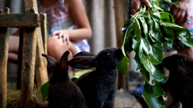 Unrecognizable-kids-with-their-grandmother-feed-the-rabbits-in-the-barn.-Black-rabbits-eat-green-leaves-in-the-pen.