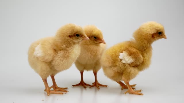 chick-on-a-white-background-Agriculture,-farm-and-Livestock-Concept