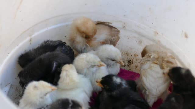 little-chicken-chicks-in-a-box,-chicks-of-different-colors,-Cute-tiny-chicks-in-different-colors,