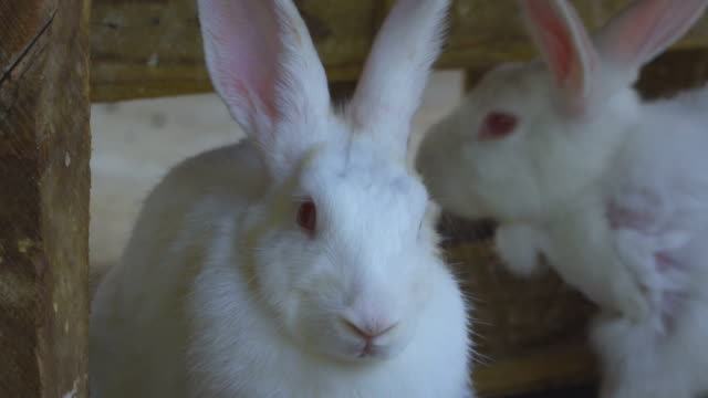 de-cerca-dos-conejos-blancos-está-en-la-granja,-cámara-alejarse,-símbolo-del-día-de-Pascua