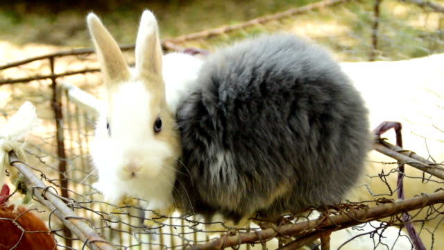 Dos-conejos-esponjosos-besándose
