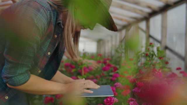 Zwei-Menschen,-ein-Mann-und-eine-Frau-mit-einem-Tablet-Computer,-inspizieren-Blumen-in-einem-Gewächshaus-auf-einer-Rosenplantage.-Nahaufnahme-der-Hände-des-Floristen