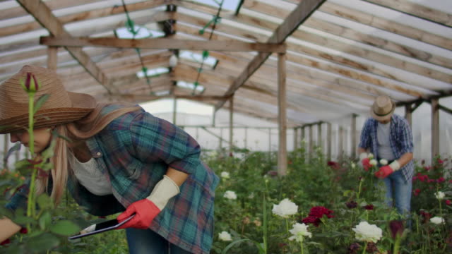 Moderne-Rosenbauern-gehen-durch-das-Gewächshaus-mit-einer-Plantage-von-Blumen,-berühren-die-Knospen-und-berühren-den-Bildschirm-der-Tablette