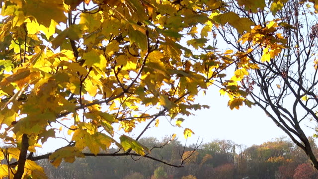 Herbstgelbe-Ahornblätter-gegen-den-Himmel-an-einem-sonnigen-Tag.