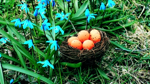 Ostereier-in-orange-Farbe-in-Nest-in-der-Nähe-von-Blumen